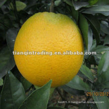 2012 nouvelle plante navel orange
